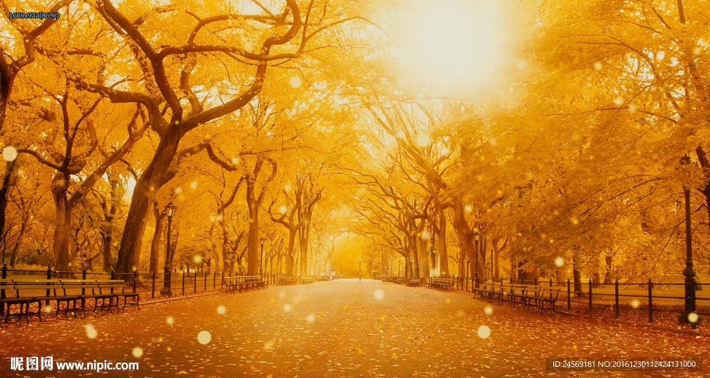 秋叶飘落树叶金秋天枫叶唯美背景