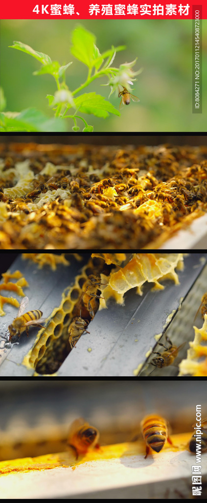 4K超清蜜蜂养殖实拍素材