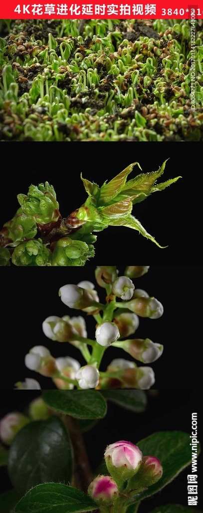 4K高清植物花朵生長發(fā)芽實拍