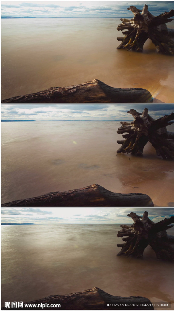 海边枯木延时摄影