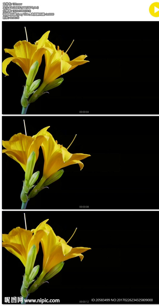 两朵黄色百合花盛开