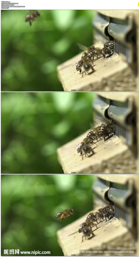 蜜蜂在蜂箱飞舞酿蜜