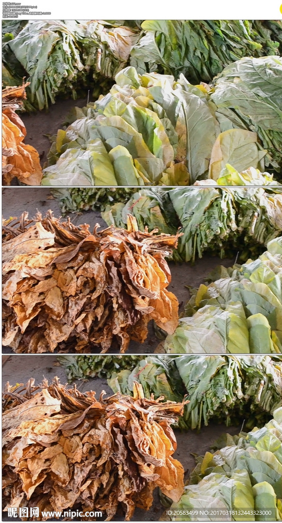 工廠煙葉