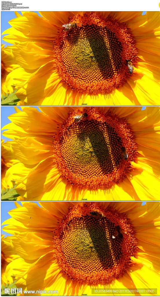向日葵上的蜜蜂