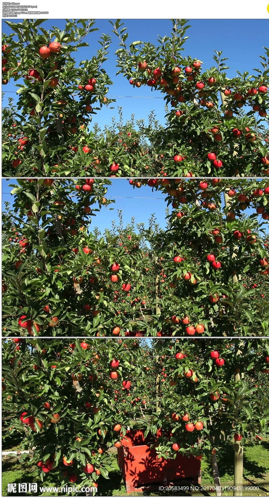 红苹果苹果园