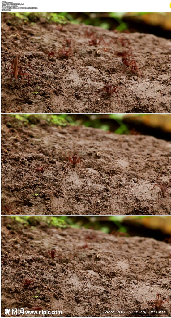 土地上的红色蚂蚁