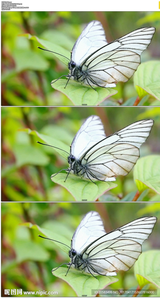 绿色树叶上的白蝴蝶