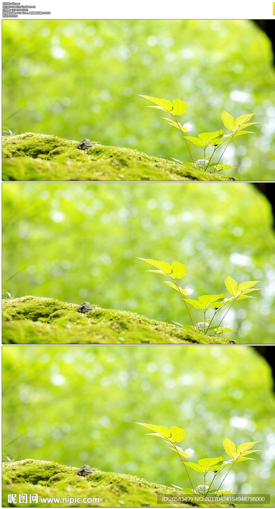 微風吹動綠色樹葉