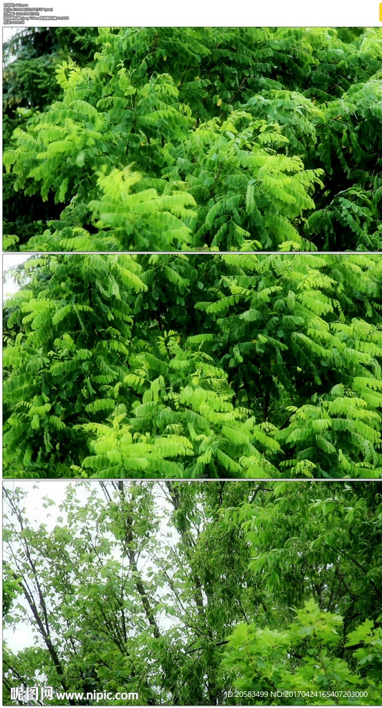 風吹綠葉
