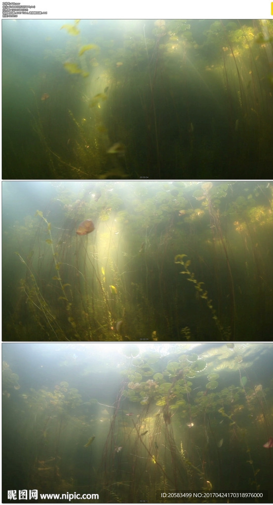 海底水藻