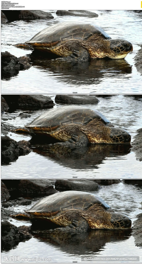 綠海龜喝水