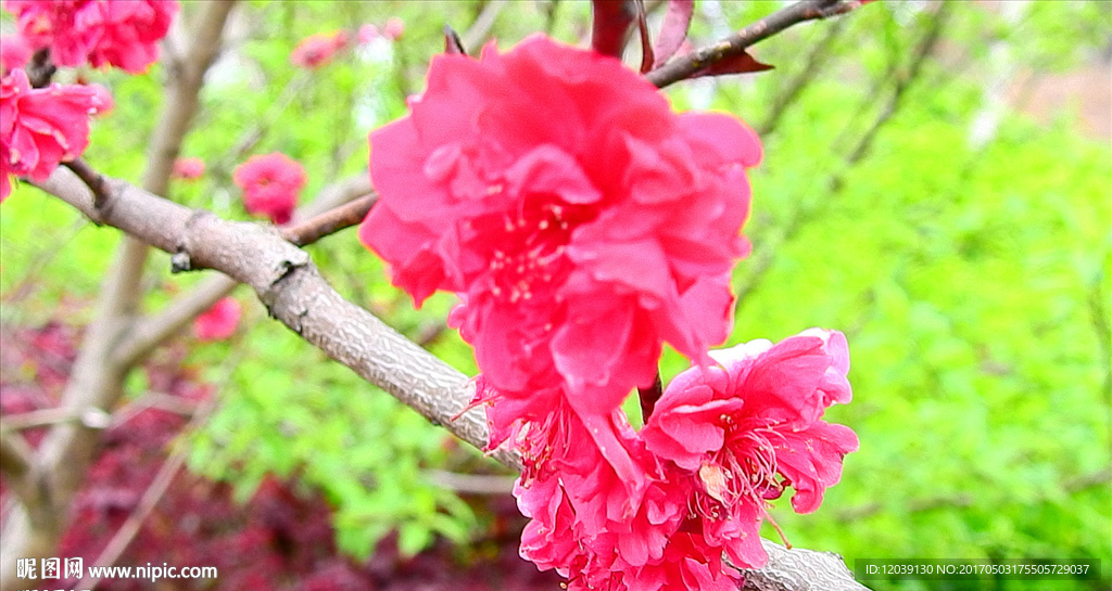 紅花視頻