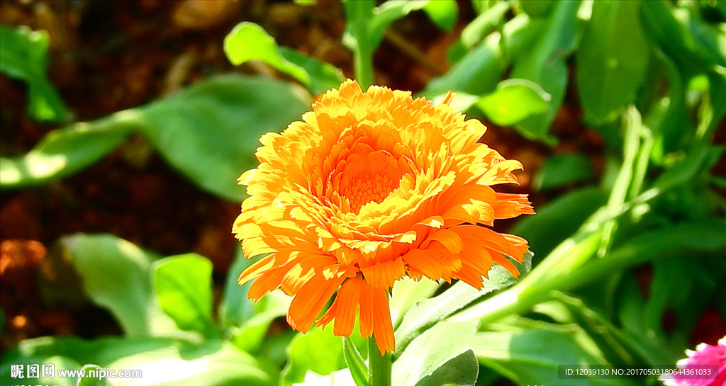 菊花視頻