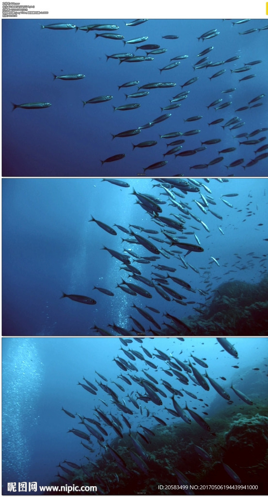 藍色海水魚群