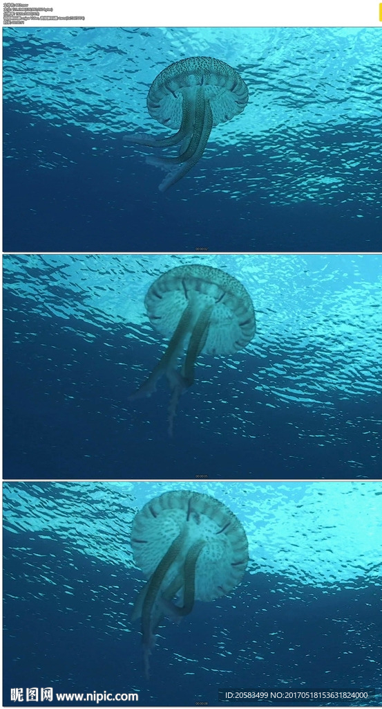 藍色海洋水母游動