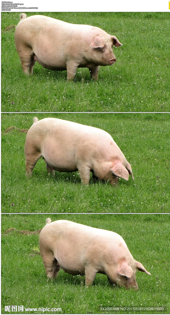 草地上吃草的肥猪