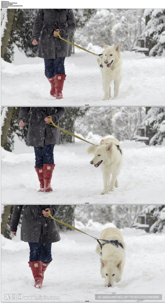 美女牽著白色牧羊犬在雪地行走