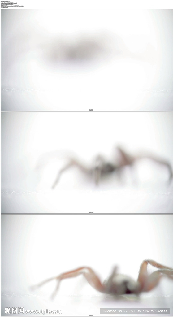模糊蜘蛛爬行