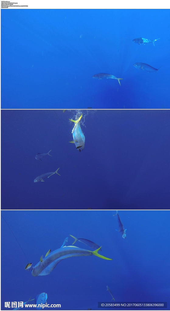 小魚躍出水面
