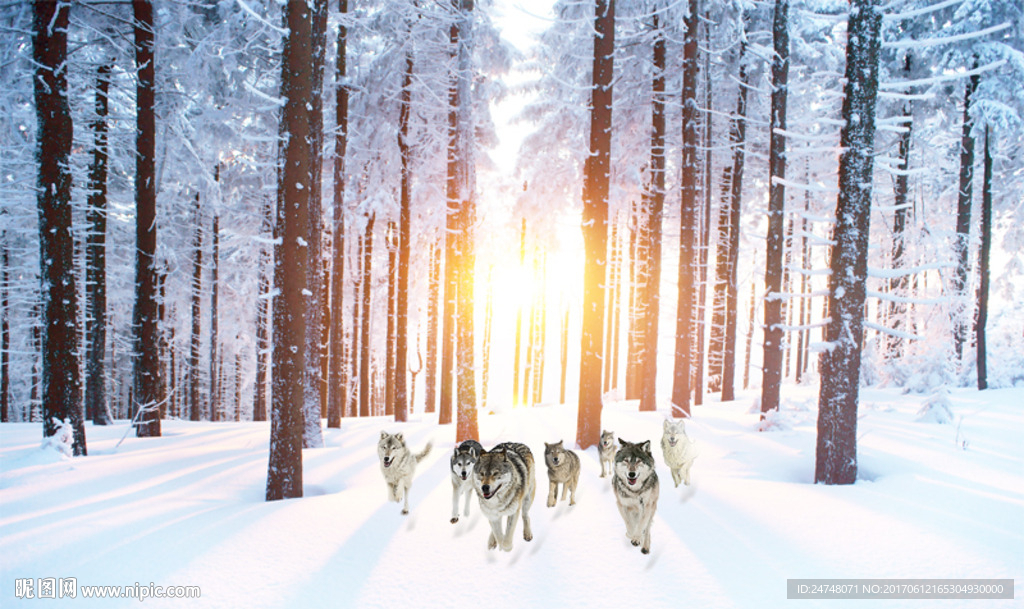 森林里的冬天清晨雪景狼群