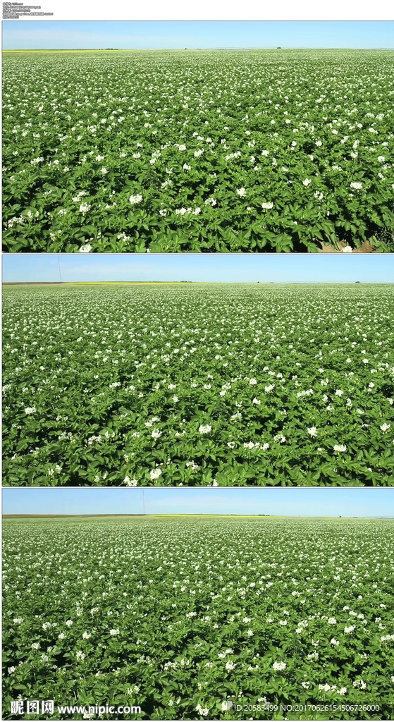 馬鈴薯開花