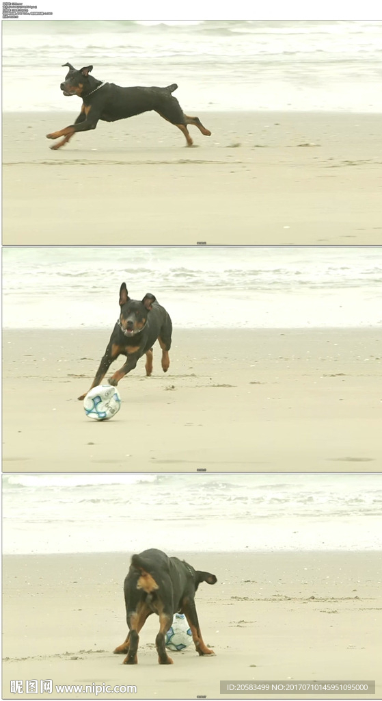 小狗在沙滩上追球
