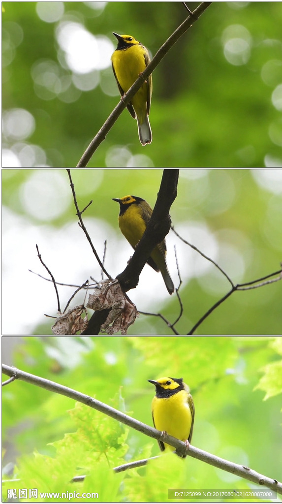 枝頭黃鸝鳥