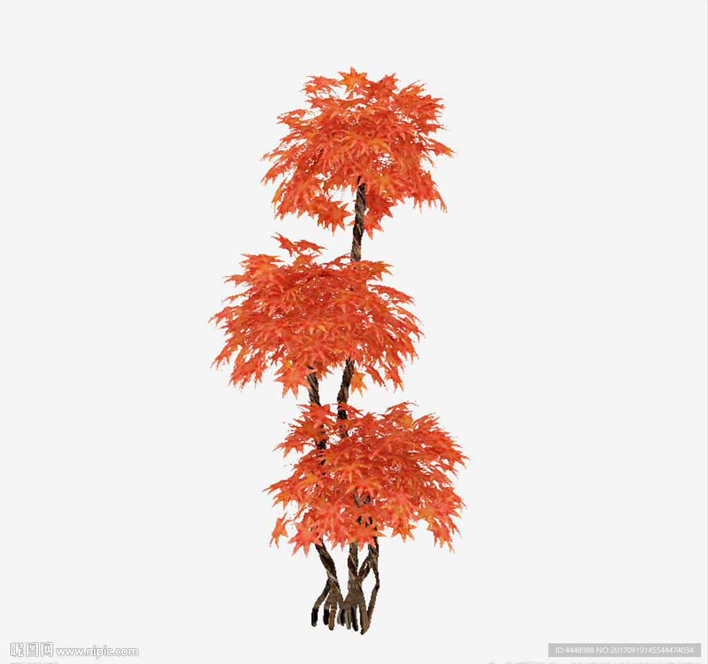 枫树模型