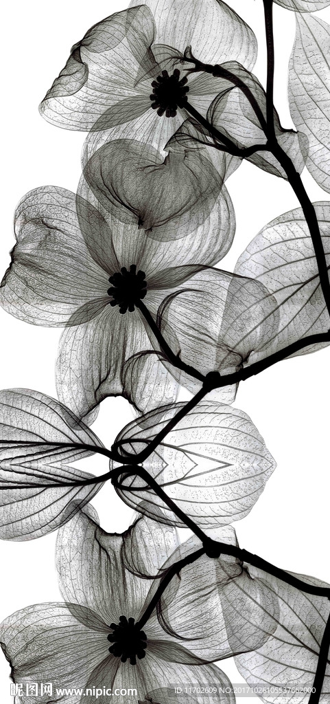 黑色花 高清印刷 黑白花 叶子