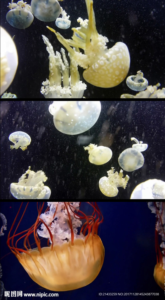 海底世界水母實(shí)拍視頻素材