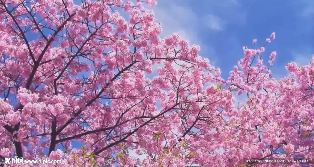 桃花