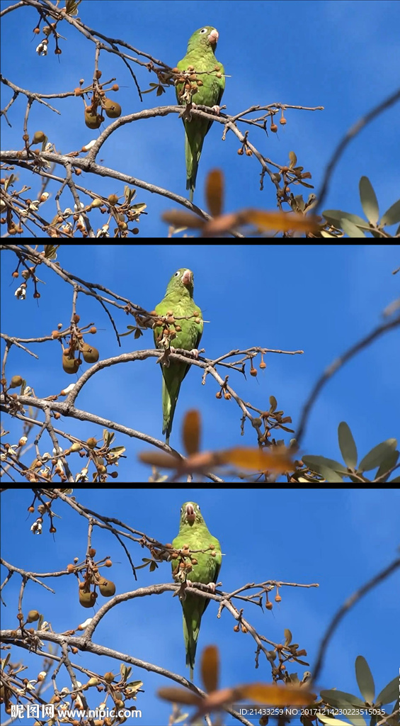 树上的鹦鹉实拍视频素材