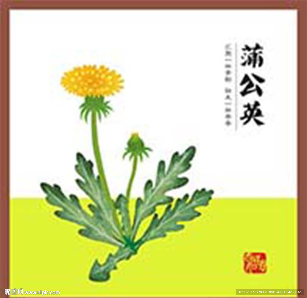 蒲公英