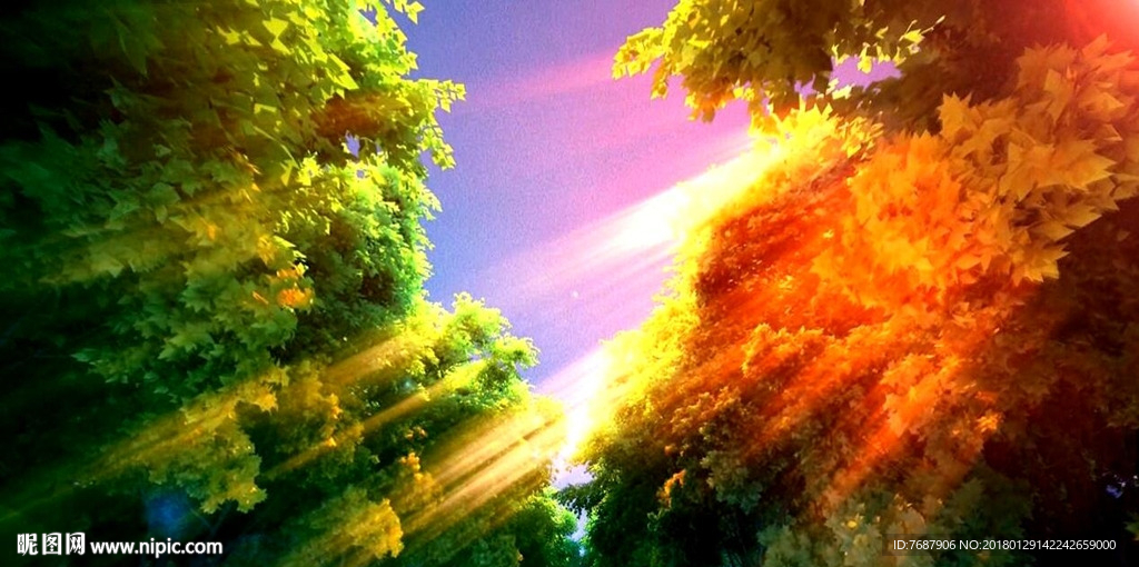 夢幻森林 奇幻森林