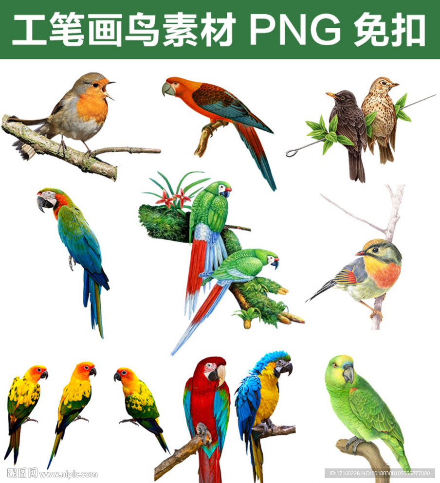 中國傳統工筆畫國畫鳥素材