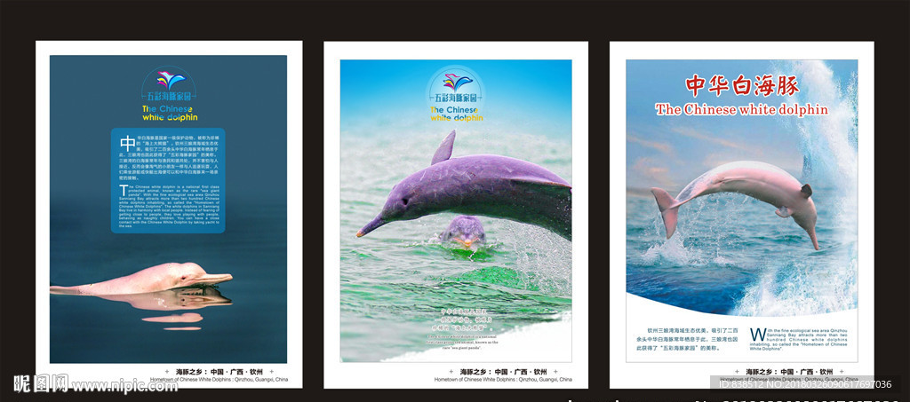 海豚海报