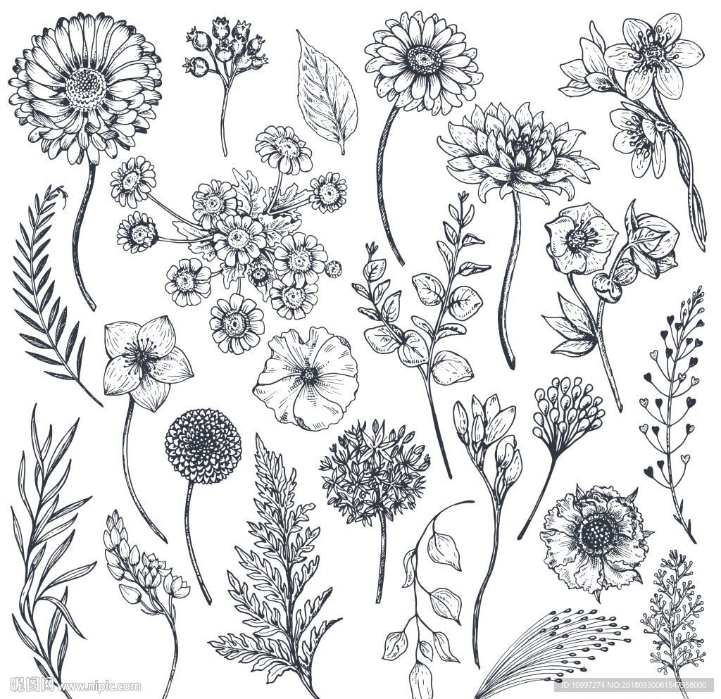 黑白手绘植物和叶子插画