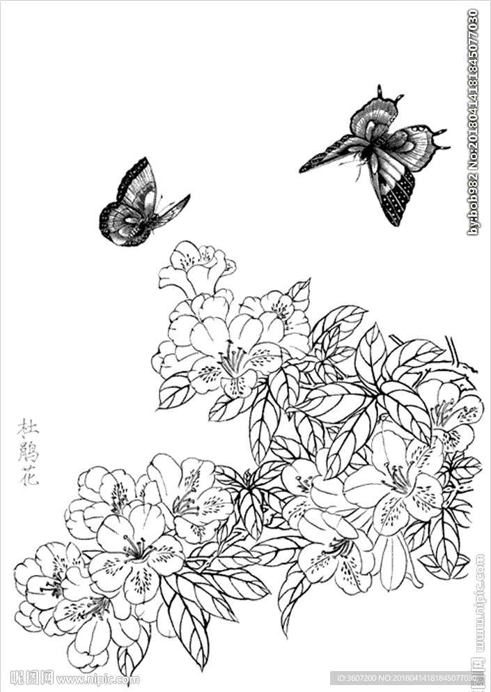 杜鹃花线描 杜鹃花白描 杜鹃花设计图__绘画书法_文化艺术_设计图库