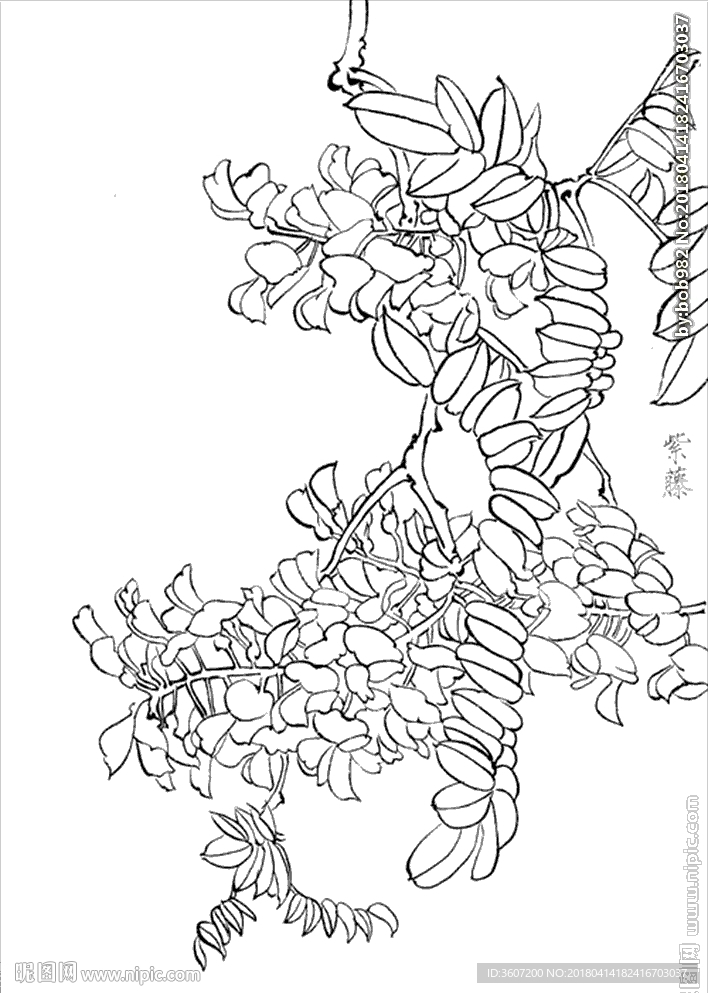 紫藤花线描紫藤花白描紫藤花图片