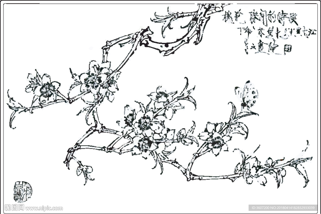 桃花线描 桃花白描 桃花素描图片