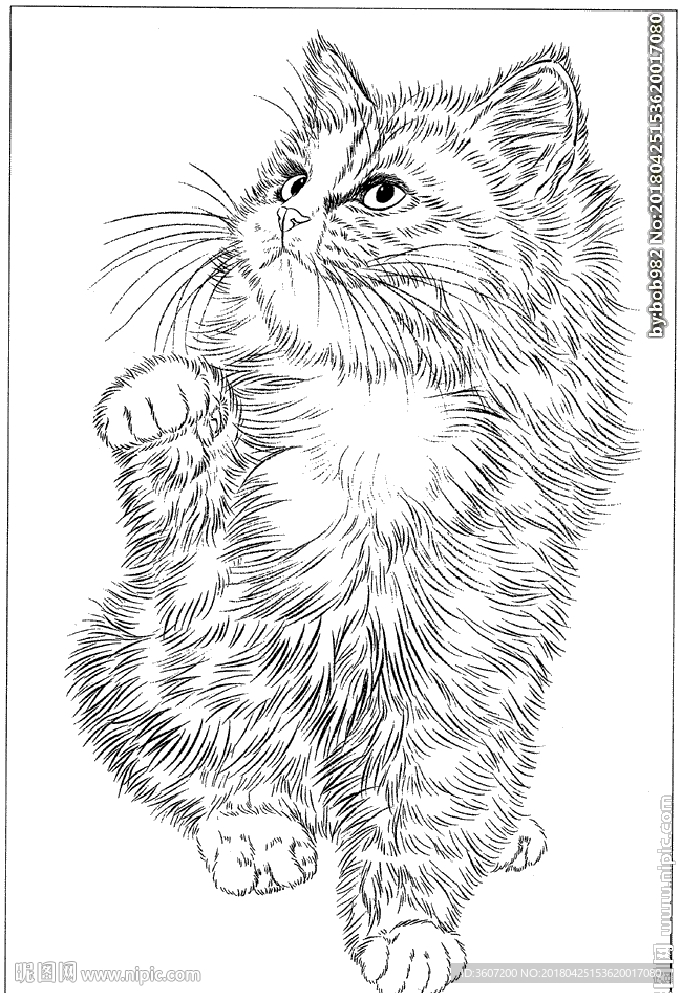 猫咪线描 猫咪白描 猫咪素描