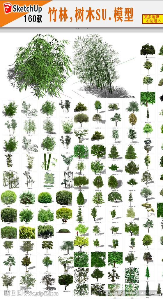 園林植物SU模型