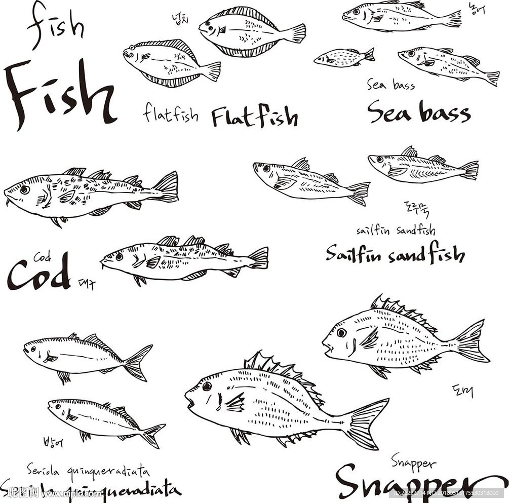 鱼类手绘素描素材