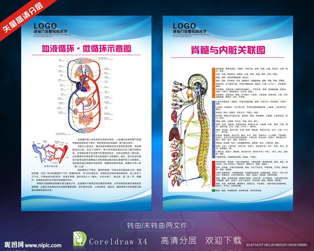 脊髓与内脏关联图
