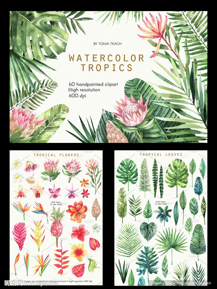 水彩热带植物叶子花卉图案
