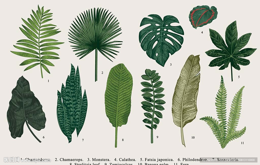 热带植物树叶贴纸素材