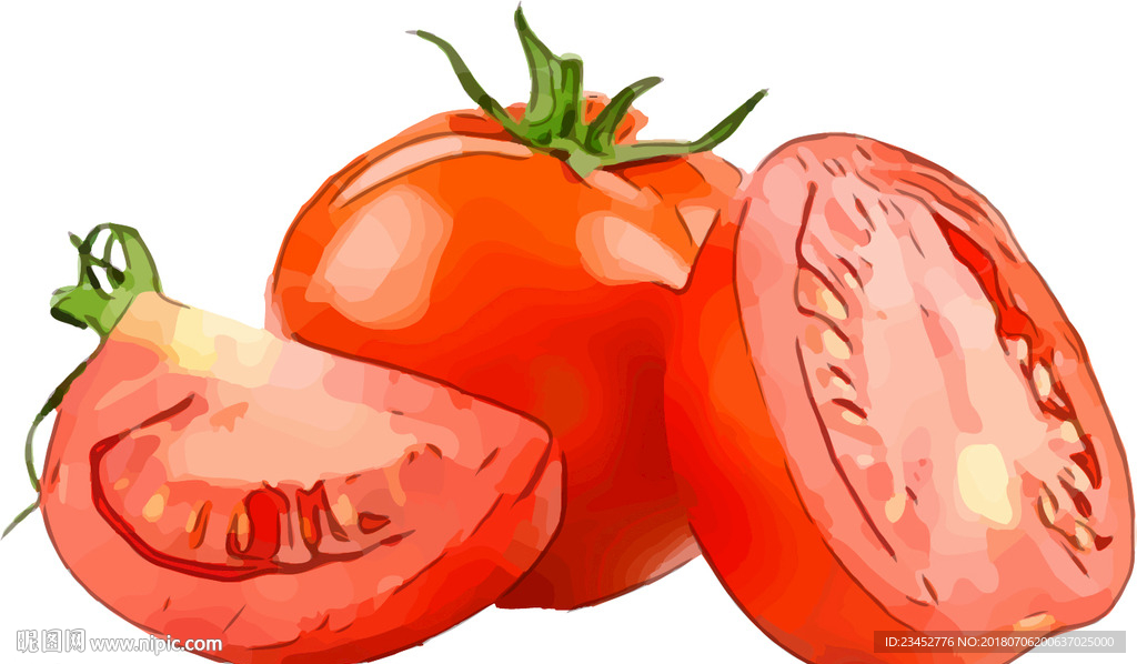 西红柿 矢量手绘素材