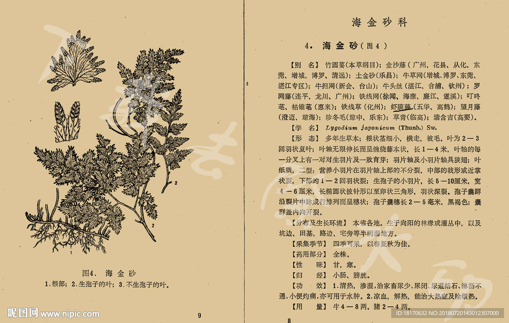 海金砂