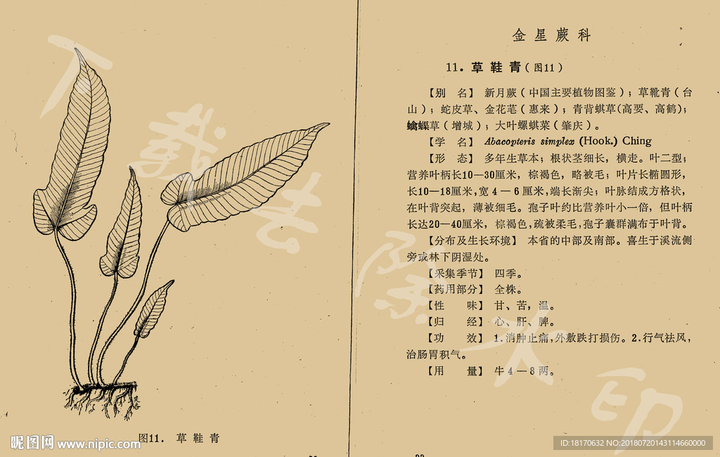 草鞋青