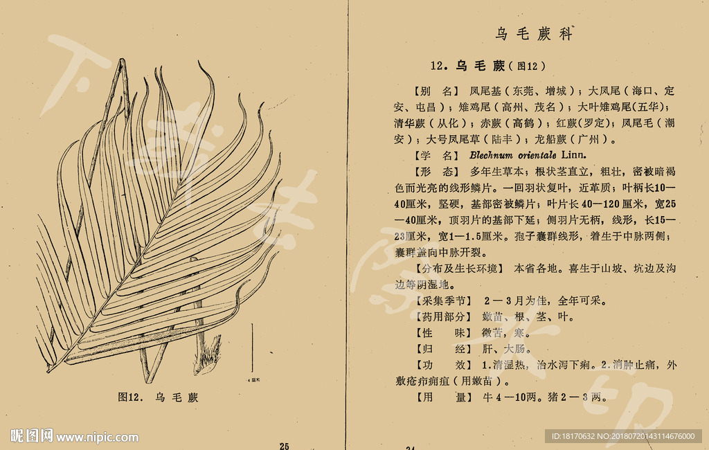 烏毛蕨
